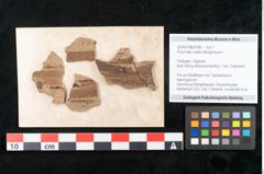 Foto (Objekt + Etikett) von Puccinites ovalis Ettingshausen (NHMW-GEO-2024-0188-8198)